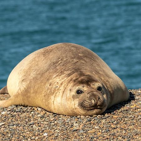 La Elvira Natural Lodge Nature & Wildlife Experience In Peninsula Valdes Punta Delgada エクステリア 写真