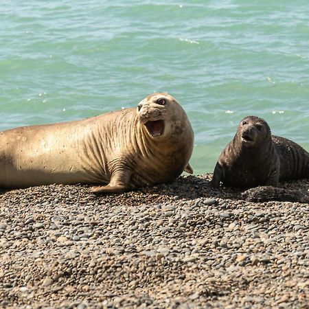 La Elvira Natural Lodge Nature & Wildlife Experience In Peninsula Valdes Punta Delgada エクステリア 写真