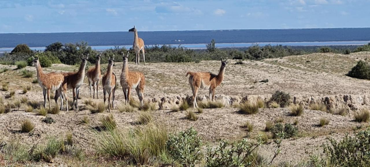 La Elvira Natural Lodge Nature & Wildlife Experience In Peninsula Valdes Punta Delgada エクステリア 写真