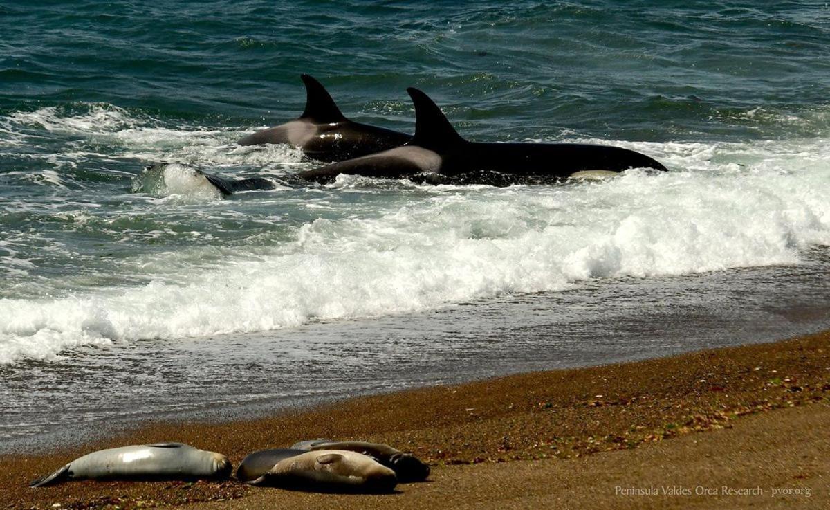 La Elvira Natural Lodge Nature & Wildlife Experience In Peninsula Valdes Punta Delgada エクステリア 写真