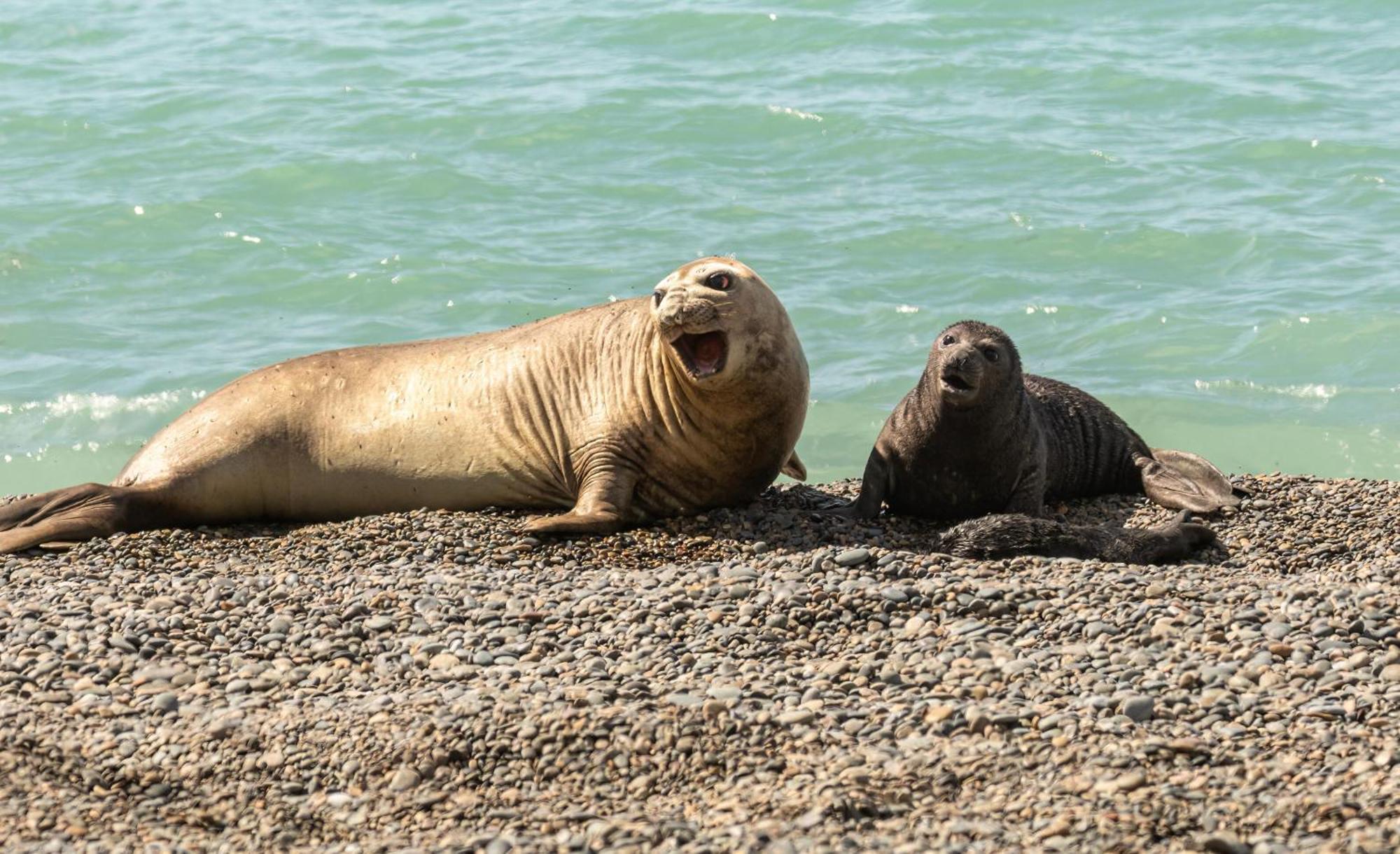 La Elvira Natural Lodge Nature & Wildlife Experience In Peninsula Valdes Punta Delgada エクステリア 写真
